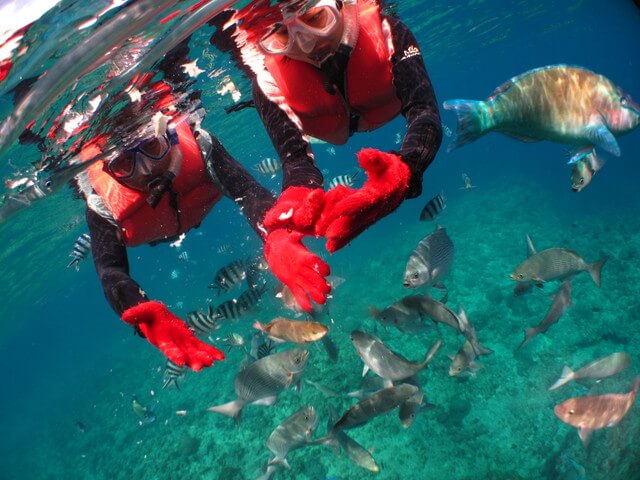 可愛いお魚と青の洞窟シュノーケルの画像
