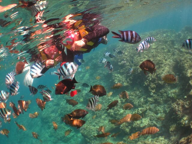 可愛いお魚と青の洞窟シュノーケルの画像
