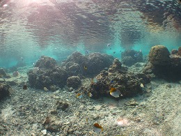 IMG_1229.jpg