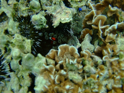 DSCF4446.jpg
