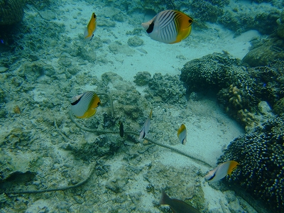 DSCF4460.jpg