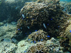 DSCF8817.jpg