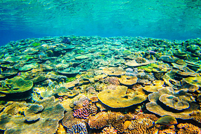 シュノーケル珊瑚