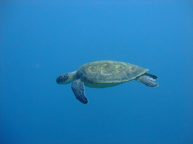 DSCF9454