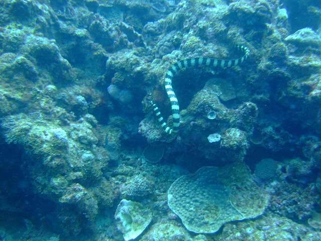 DSCF9470