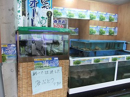 DSCF5452.jpg